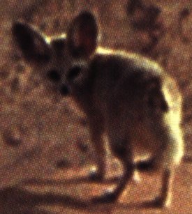 Picture of a Fennec